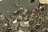 Polished Ammonite (Promicroceras) Slab - Marston Magna Marble #211323-1